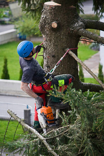 Woods Hole, MA Tree Care  Company